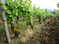 jura-bugey-savoie-167.JPG