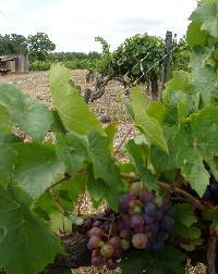 loire-075.JPG
