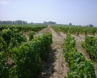 bordelais-6.JPG