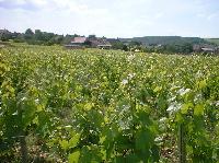 bourgogne-26.JPG