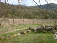 dh-azzoni1.jpg