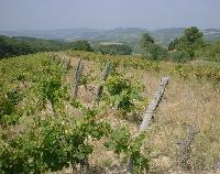 languedoc-roussillon-022.JPG