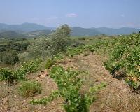 languedoc-roussillon-045.JPG