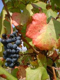 Vieux cépages languedoc-roussillon-020.JPG