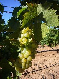 Vieux cépages provence-corse-44.JPG