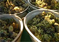 Des vins sincères vendanges.jpg