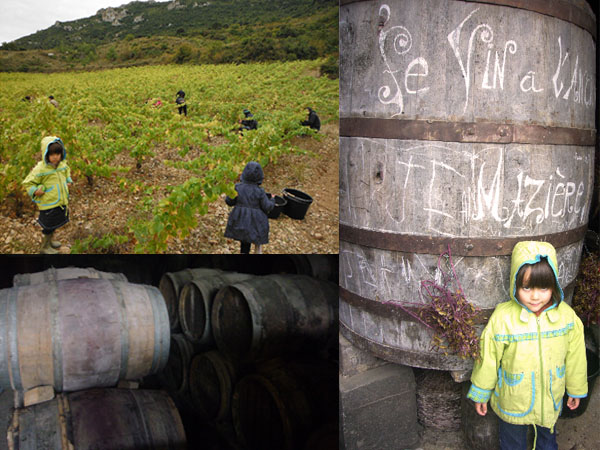 vendanges2013-2.jpg